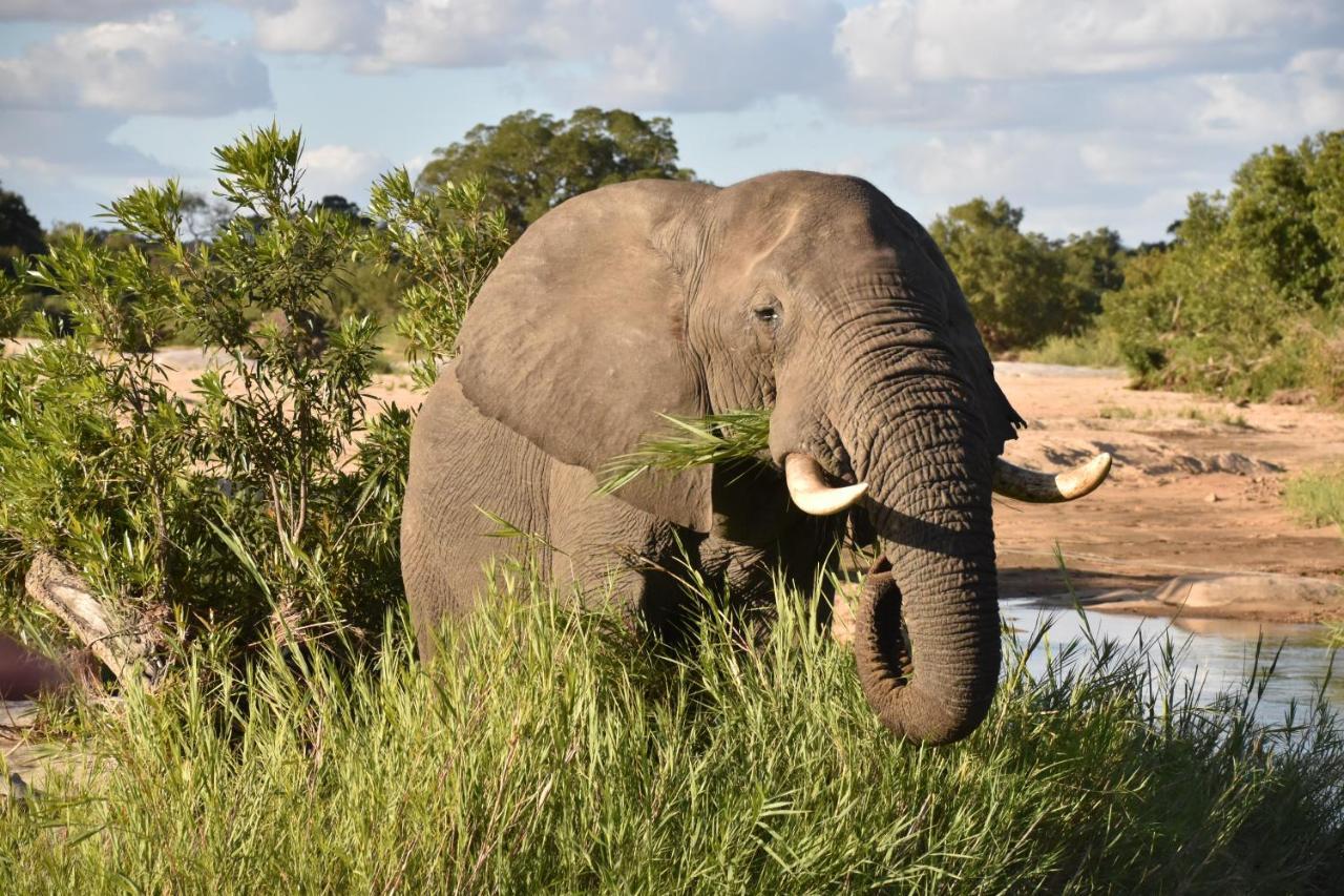 Inyati Game Lodge Охотничий заповедник Саби-Санд Экстерьер фото