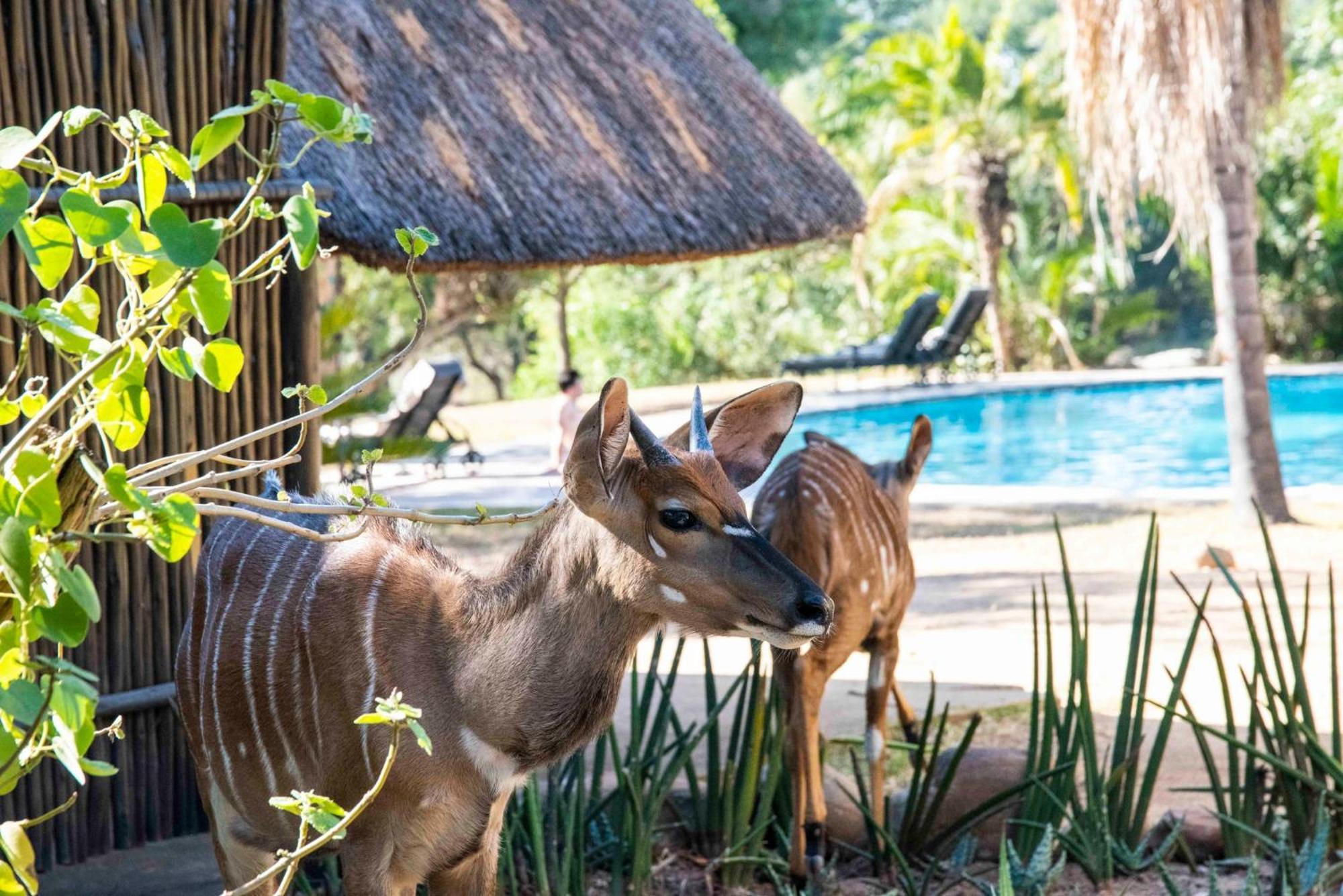 Inyati Game Lodge Охотничий заповедник Саби-Санд Экстерьер фото