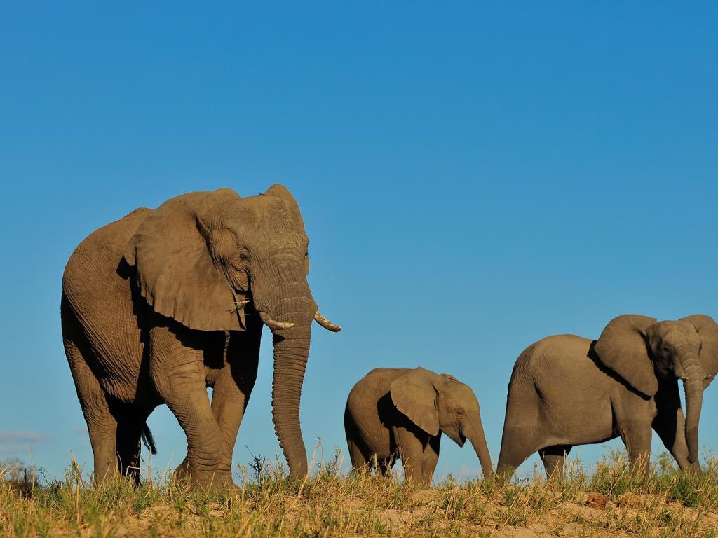 Inyati Game Lodge Охотничий заповедник Саби-Санд Экстерьер фото