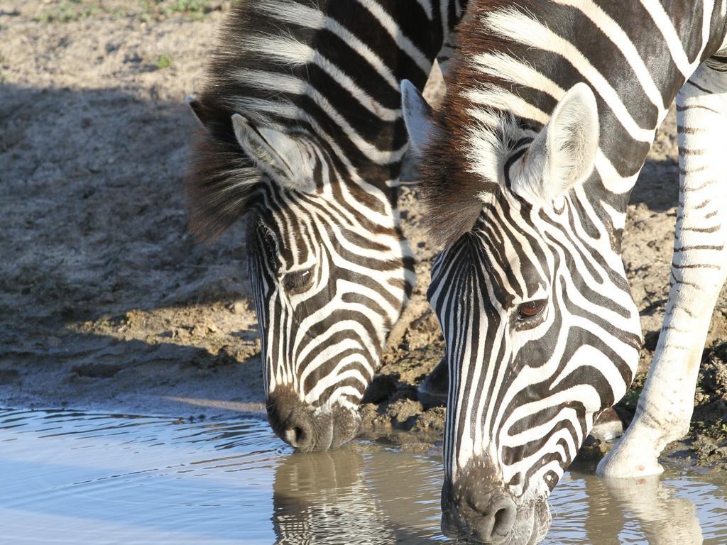 Inyati Game Lodge Охотничий заповедник Саби-Санд Экстерьер фото