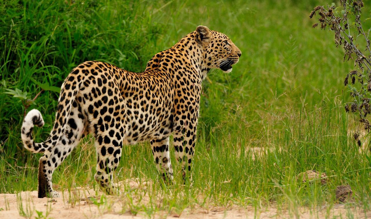 Inyati Game Lodge Охотничий заповедник Саби-Санд Экстерьер фото