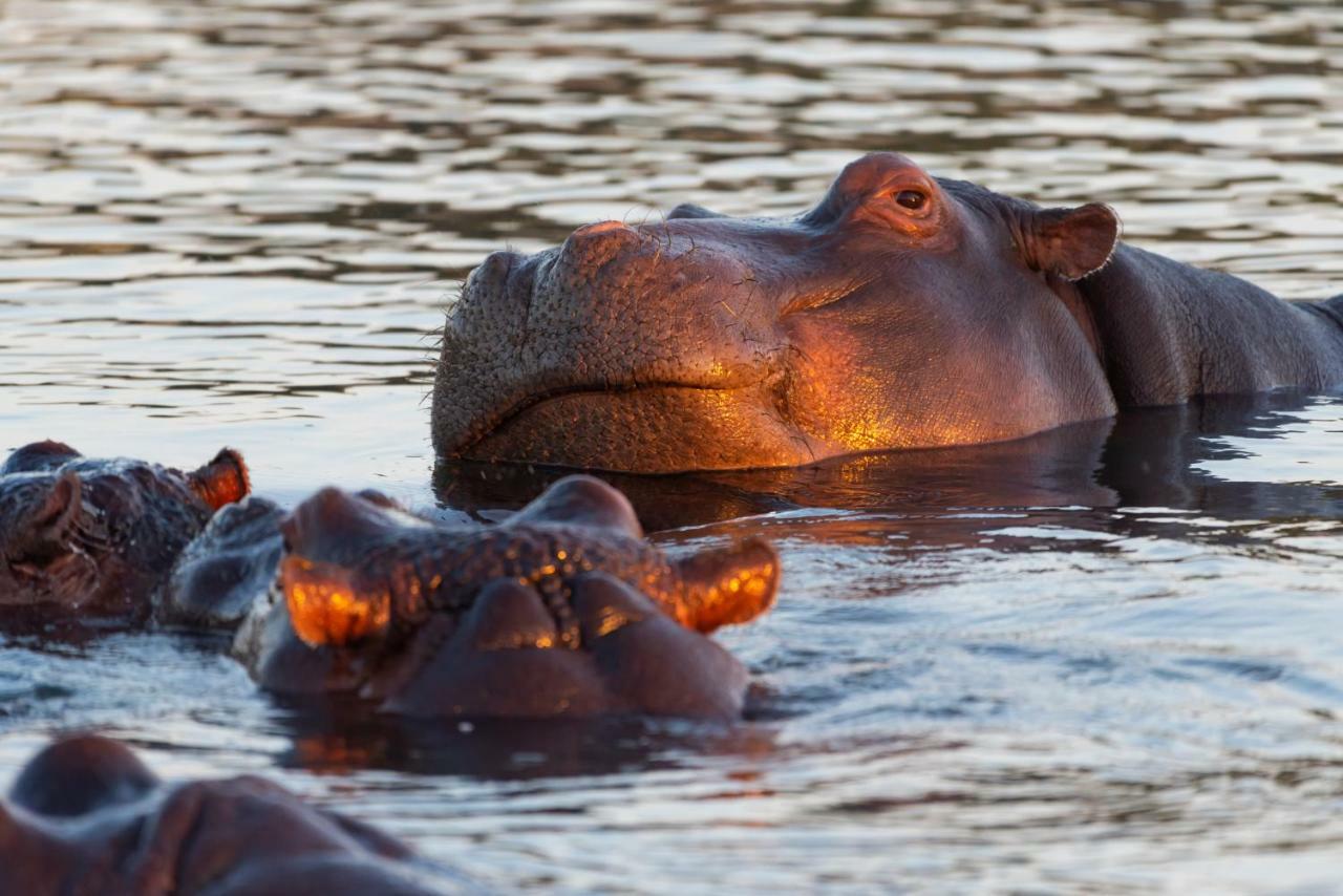 Inyati Game Lodge Охотничий заповедник Саби-Санд Экстерьер фото