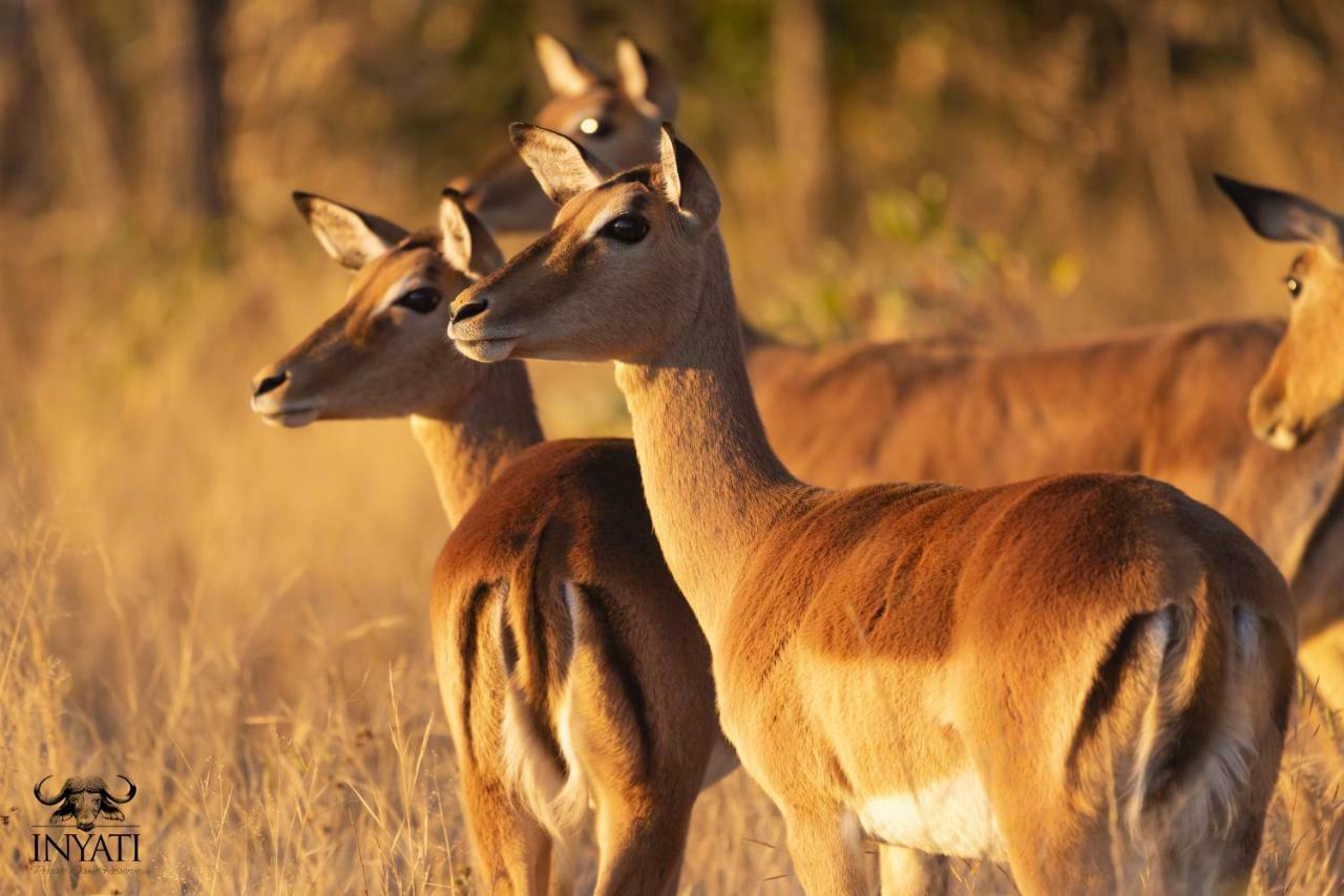 Inyati Game Lodge Охотничий заповедник Саби-Санд Экстерьер фото